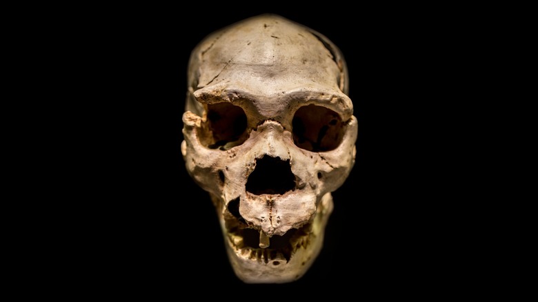 Homo heidelbergensis skull museum display