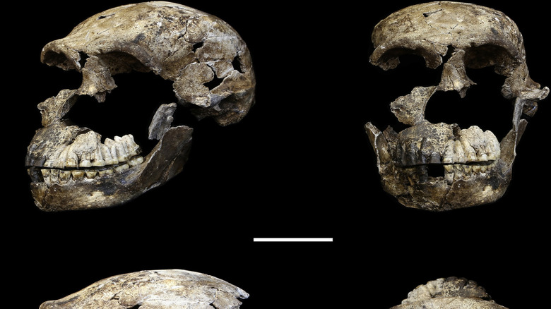 Fossilized skull of Homo naledi