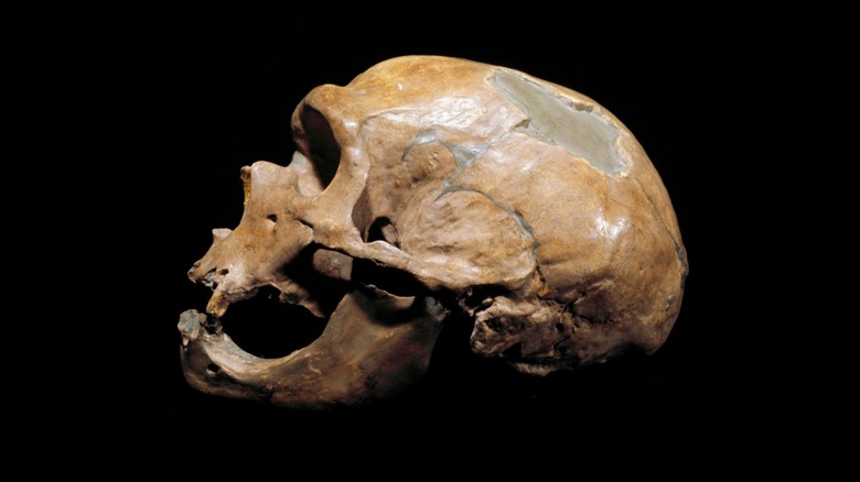 Remains of male Homo neanderthalensis skull