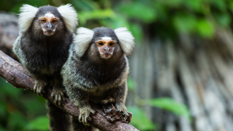 Marmoset monkeys on a branch