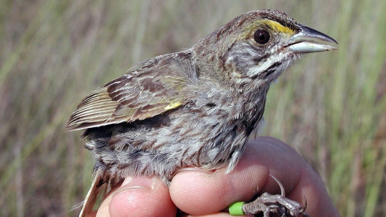 Hand holding a Cape Sable seaside sparrow