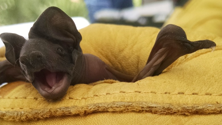 Juvenile Florida bonneted bat yet to develop teeth or hair on a yellow cushion