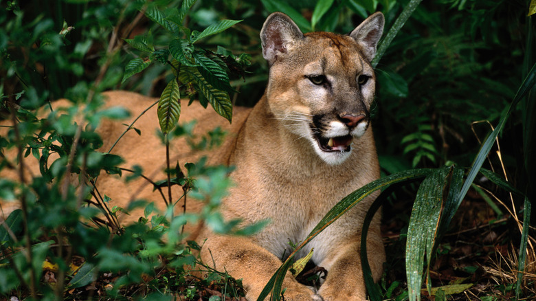 Florida panther resting but alert in some brush