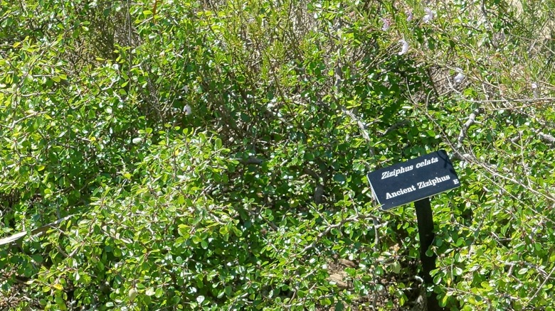 Florida ziziphus specimen at Bok Tower Gardens in Florida