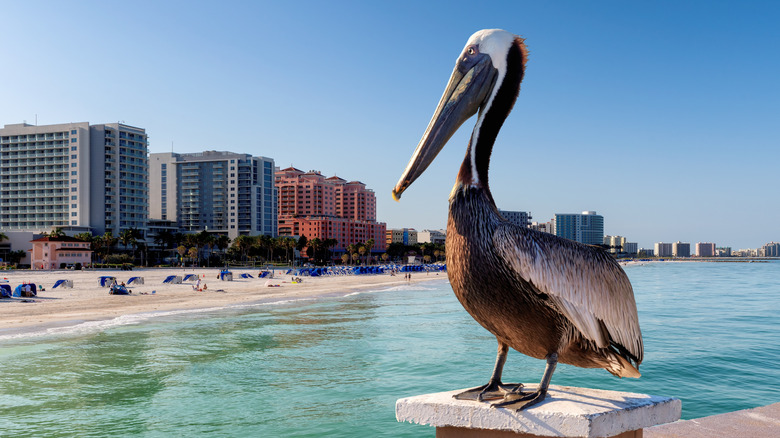 Pelican perched on pier with Clearwater, Florida, buildings and beach in the background