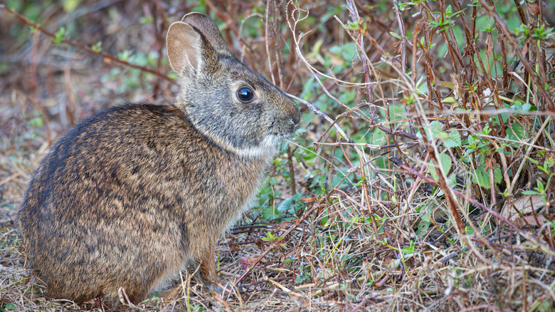 Lower Keys marsh rabbit sitting in brush