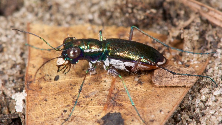 Close-up of a Miami tiger beetle in the pine rocklands of Florida