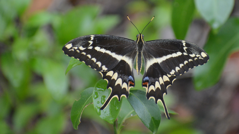 Close-up of Schaus' swallowtail butterfly resting on a plant