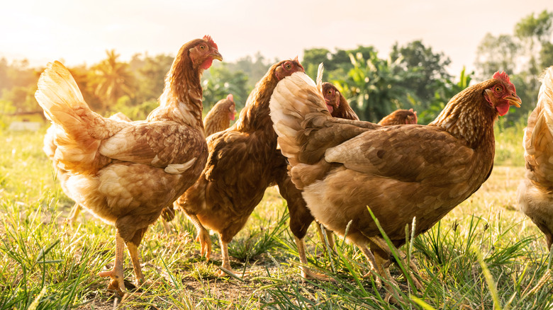 Brown chickens walking on grass together