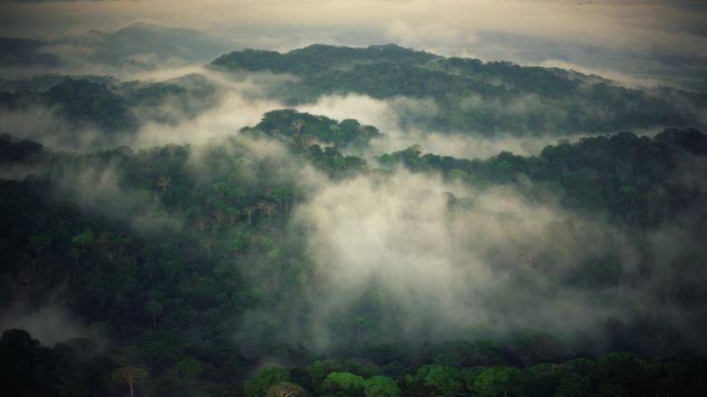 An aerial view of tropic forested hills among the mist