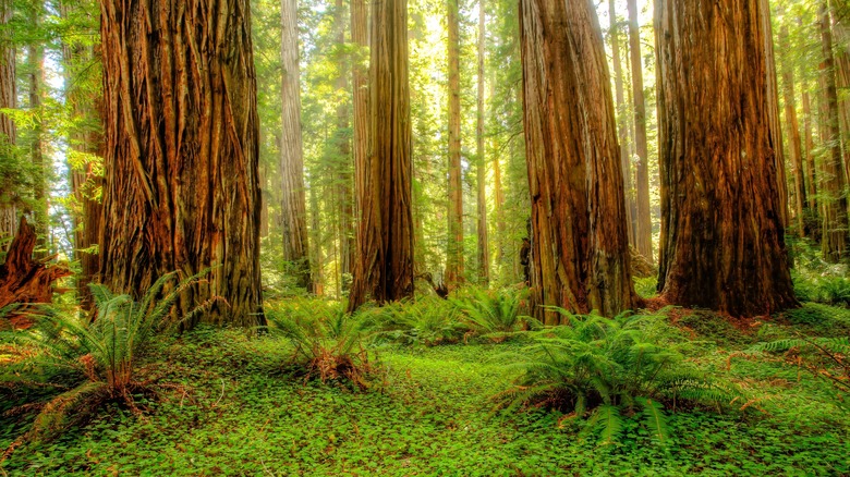 Redwood tree trunks are seen growing out of a lush temperate forest floor