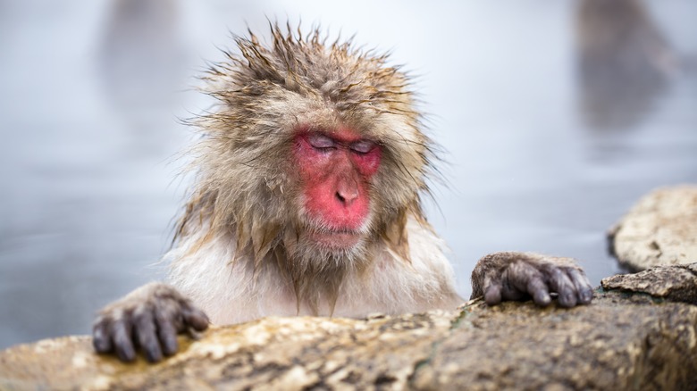 A Japanese macaque takes a bath in a hot spring in winter