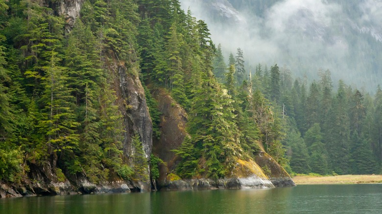 A cove in the Tongass National Forest is set againts a foggy mountain backdrop