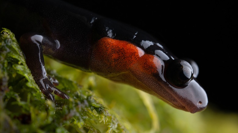 A Red-cheecked Salamander's (Plethodon jordani) cheek and face is shown in close-up