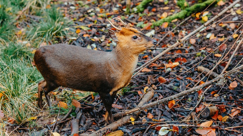 A Southern Pudu with little horns is standing between the vegetation in autumn forest