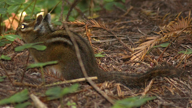 Yellow-cheeked Chipmunk sits on the forest floor facing away from camera