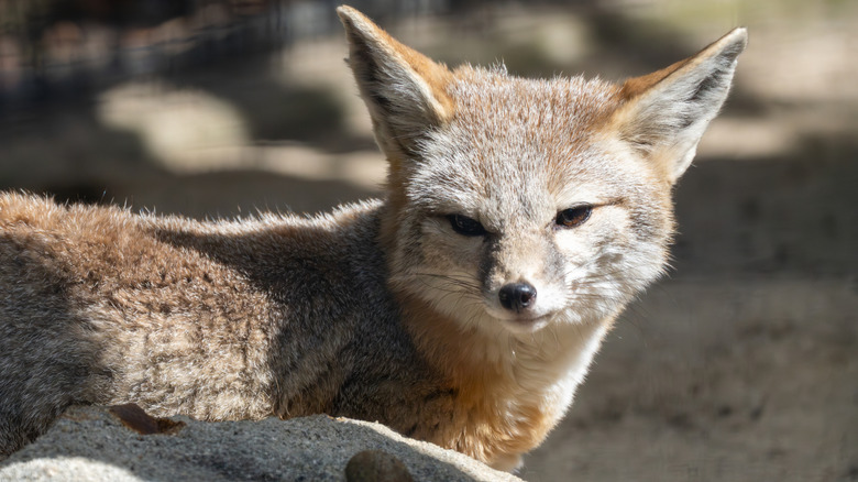 An endangered San Joaquin kit fox is seen in the sun