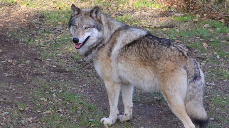 A California Gray wolf looks back at the camera while standing on a muddy and grassy area of land