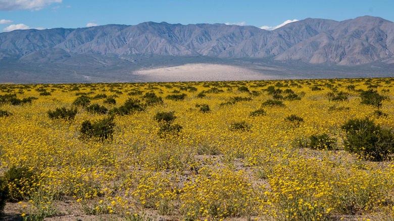 Death Valley superbloom