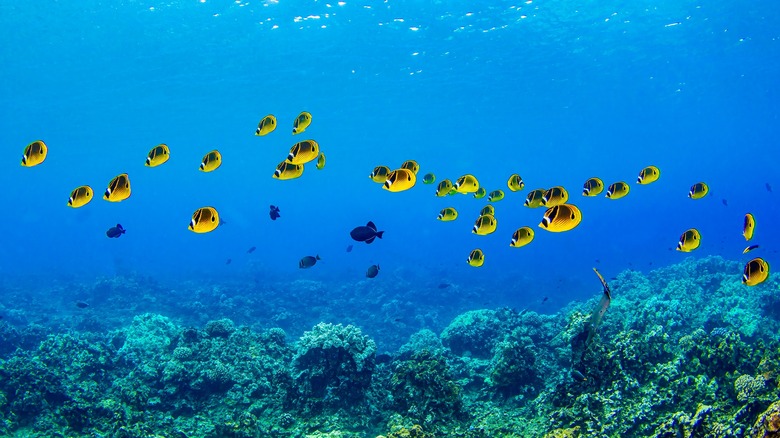 School of fish underwater