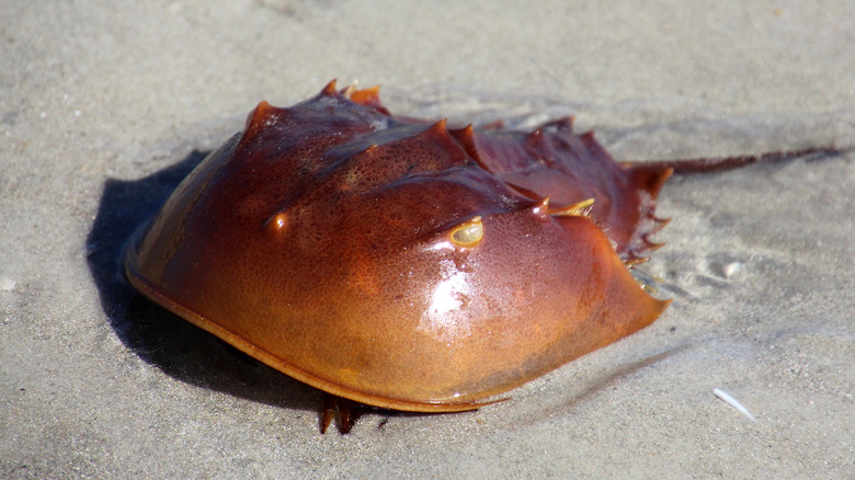 A horseshoe crab on wet sand