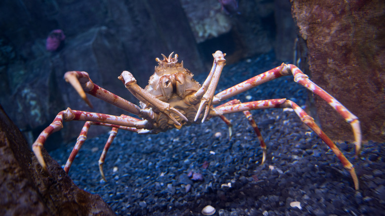 A spider crab crawling on rocks