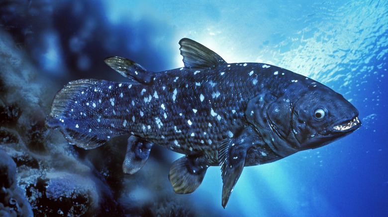 Coelacanth up close