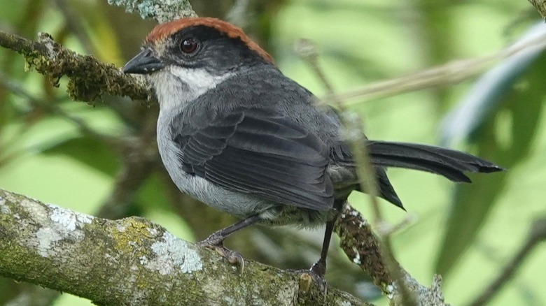 Antioquia brushfinch perched on branch