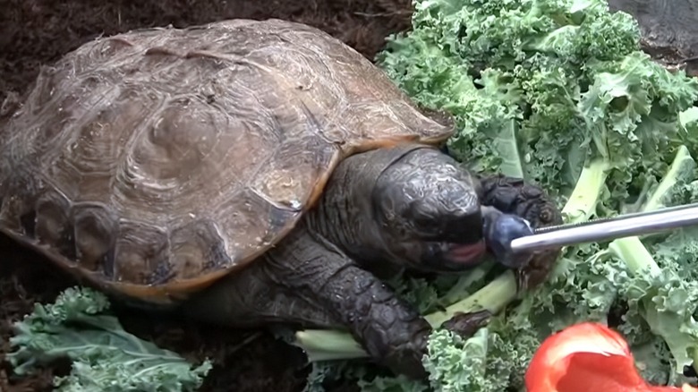 Arakan forest turtle on greens eating from tweezers