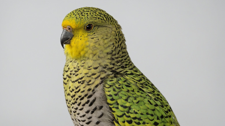 Close-up of Australian night parrot