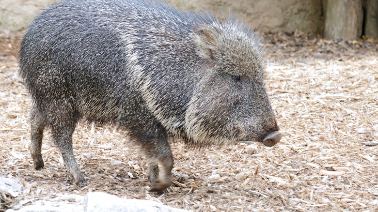 Chacoan peccary walking on mulch