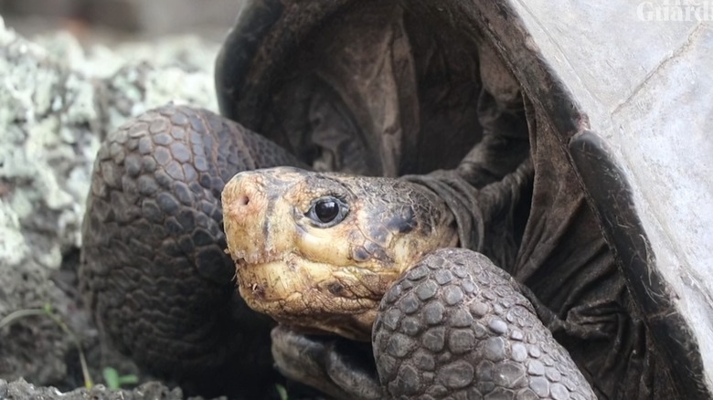 Fernandina Galapagos tortoise close up