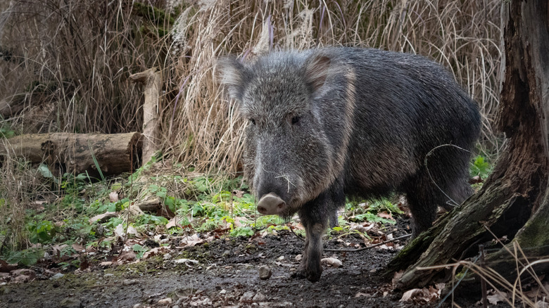 Chacoan peccary walking along wild vegetation