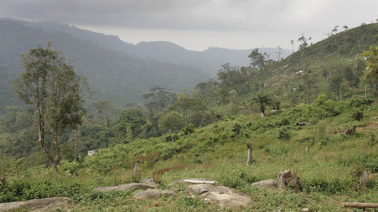 Signs of deforestation in Sierra Leone