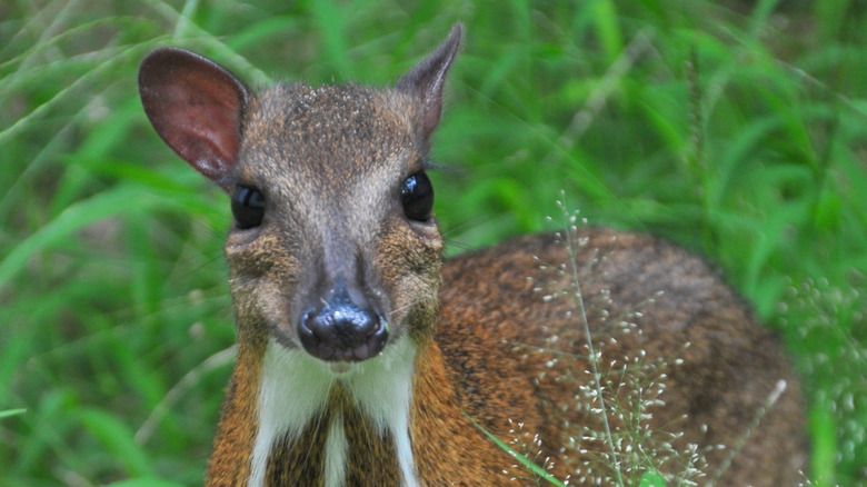 Young silver-backed chevrotain