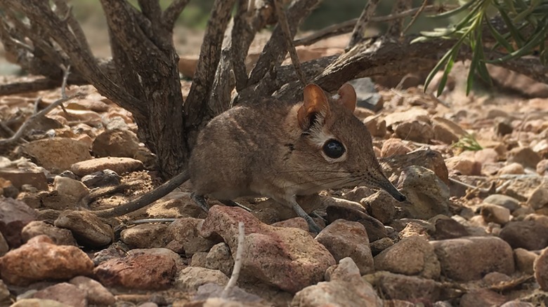 Somali sengi on rocks under bush