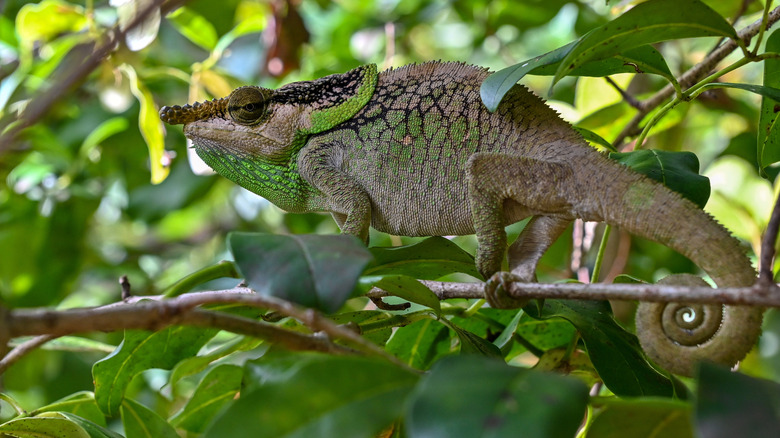 Voeltzkow's chameleon on a tree branch