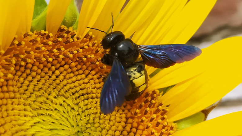 Wallace's giant bee on a yellow flower