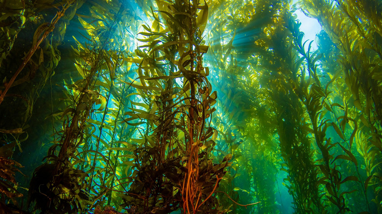 Sunlight shining through forest of giant kelp