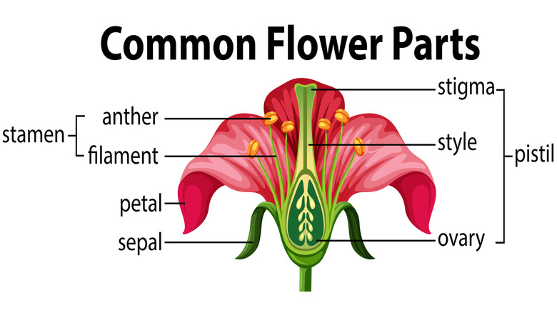 A labelled diagram of a flower