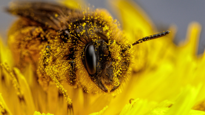 A pollen-covered bee in a yellow flower