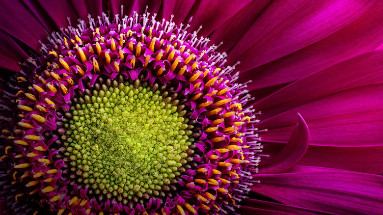 A macro photo of a flower with bright purple petals, green pistil, and purple-orange stamen