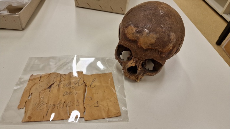 The cranium from the Ephesus Octagon in the Collection of the Department of Evolutionary Anthropology, University of Vienna. The yellowed note coming with it says: 