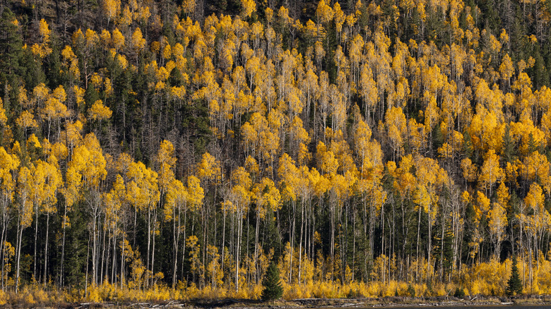 Pando aspen clone with orange foliage