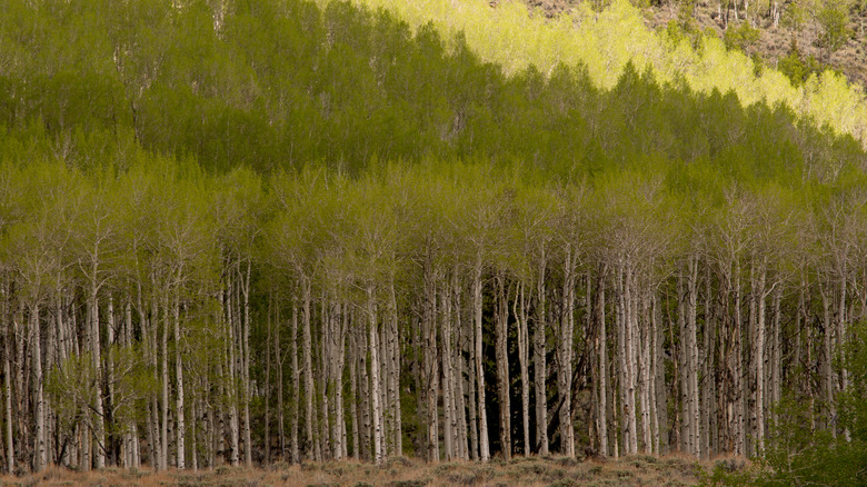 Pando aspen clone with green foliage