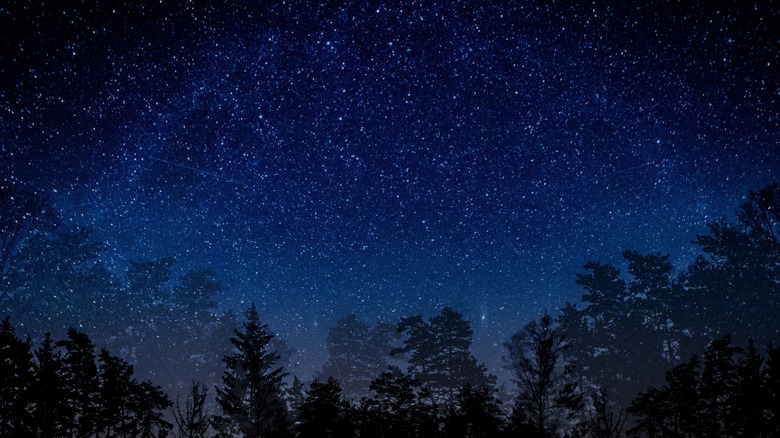 Trees under a starry night sky