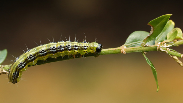 Caterpillar with black stripes crawling on branch