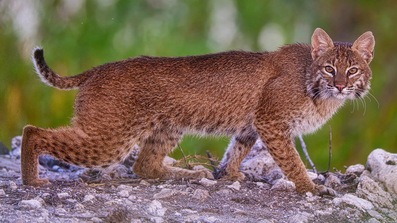 Bobcat walking on rocks