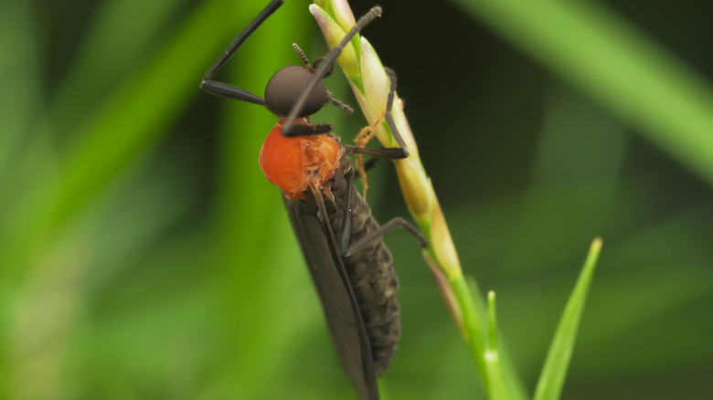 A lovebug close-up hanging onto the stem of a plant