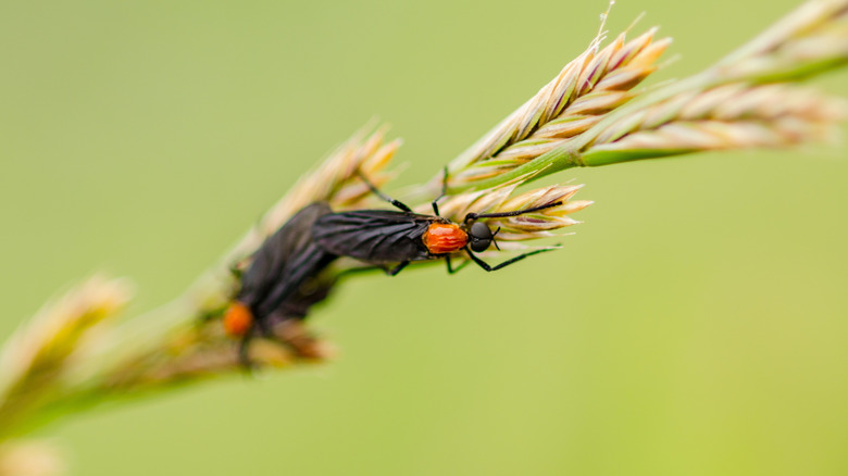 Two lovebugs in close-up crawling on a barley plant